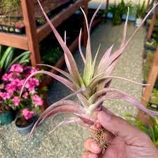 Image result for Buchnera capitata