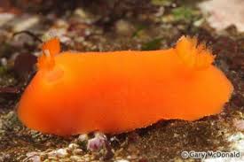 Image result for Digitaria pulchra