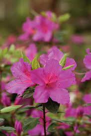 Choose Your Favorite Azalea Azalea Flower Summer Flowers To Plant Azaleas