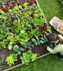 Maybe you would like to learn more about one of these? Garden Center Ace Hardware Of Titusville