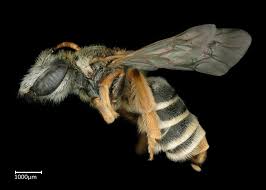 Image result for Lipotriche