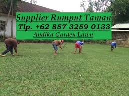Saya juga menjual bibit rumput gajah odot dan bibit rumput king grass untuk pakan ternak sapi dan kambing. Bibit Tanaman Rumput Gajah Mini Wa 62 857 3259 0133 Andika Garden Lawn Jasa Tanam Rumput Gajah Mini Tlp 62 857 3259 0133 Harga Terbaik