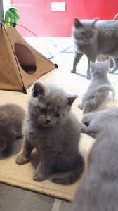 Join millions of people using oodle to find kittens for adoption, cat and kitten listings, and other we are a home based cattery and we have males and females kittens available now. British Shorthair Kittens For Sale Dubai British Shorthair