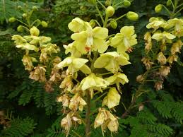 Image result for Cyathea mossambicensis