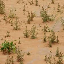 Image result for Vahlia digyna