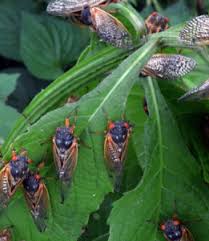 This year after 17 years living underground. 17 Year Cicadas Right On Time Help Scientists Map Emergence Of The Brood Xers With Cicada Safari Nkytribune