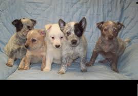 6 Heeler Colors Miniature Heeler History And Info