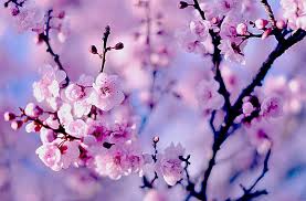 Sakura wallpaper bunga sakura poster bunga seni. Hd Wallpaper Cherry Branch Flowers Purple And White Petaled Flowers Sakura Wallpaper Flare