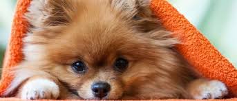 We did not find results for: Como Es La Personalidad De Un Perro De Raza Pomerania Bekia Mascotas