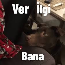 Jahrei n köpekleri ormana atan gavatlari i zli yor, jahrei n köpek çi ftleşti rmeye çalişan adami i zli yor, jahrein gündemde ki motorcu videosunu i zliyor, sselss ve jahrein köpek nasıl eğitilir videoları izliyor. Jahrein Eve Kedi Getirir Ve Herkes Kediyle Ilgilenir Alfred Jaharia