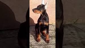 A reputable doberman puppy price might even cost you over 40,000inr. European Doberman Puppies For Sale In India European Doberman In India Doberman Puppies Shorts Youtube