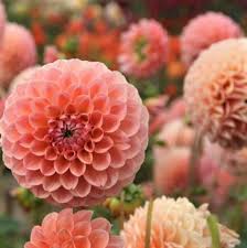 Dahlia Bulbs Ball Linda S Baby Dahlia Tubers Eden Brothers Dahlia Pink Flowers Flower Garden