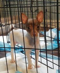 The toy fox terrier is outgoing, friendly, fearless, and loyal to its family. Toy Fox Terrier Puppies For Sale In Florida Rising Star Toy Fox Terriers