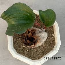 Image result for Eriospermum