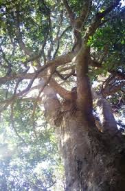 Image result for Ilex mitis