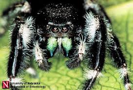Image result for bold jumping spider