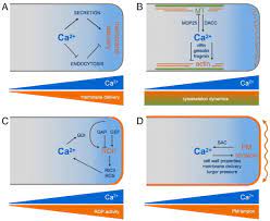 As plant cells grow, they also become specialized into different cell types through cellular differentiation. Calcium Is An Organizer Of Cell Polarity In Plants Sciencedirect