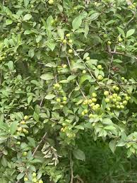 Image result for Gymnosporia harveyana