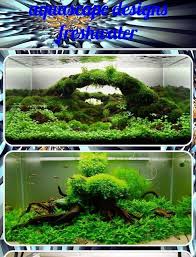 Everybody loves neon tetras, swordtails, and harlequin rasboras but, for some aquarium hobbyists, these. Aquascape Designs Freshwater For Android Apk Download