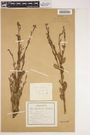 Image result for Montinia