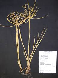 Image result for Cyperus haspan