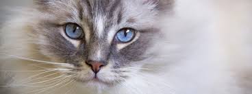 This was shot in early december 2010 when he was 11 months old. 10 Of The Most Beautiful Cat Breeds With Blue Eyes Purina