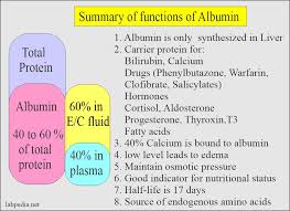 Total protein normalization is another method for normalizing protein expression. Albumin Serum Albumin Labpedia Net