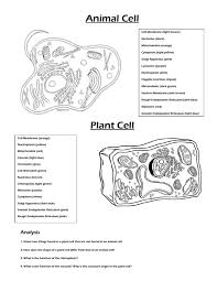Cytoplasm chloroplast nucleus permanent vacuole cell membrane. Types Of Cells Diagram