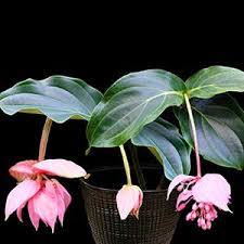 Image result for Antherotoma angustifolia