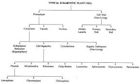 Eukaryotic Plant Cell With Diagram
