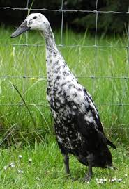 Baby Black And White Duck Breeds Indian Runner Duck Color Identification Help Duck Breeds Duck And Ducklings Duck Pictures