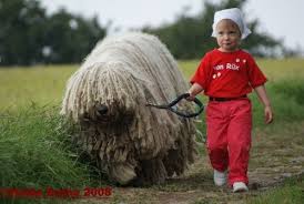 20246052 Jpg 500 335 Pixels Komondor Dog Komondor Dog Breeds