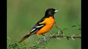 Over five to eight days, females weave together whatever strong fibers they can find—grass, weeds, animal hair, string—until the nest is completed. Baltimore Oriole Song Singing Canto Corrupiao De Baltimore Youtube