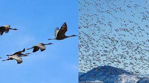 Migrasi Pada Burung - Definisi, Jenis, Alasan, Kerugian