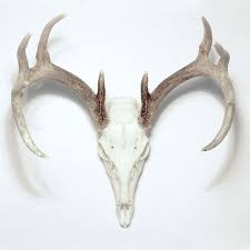 28819 612x612 1 Png 612 612 Pixels Animal Skull Decor Deer Skulls Animal Skulls