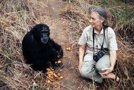In october, 1960, jane goodall found a chimp that she had named david greybeard squatting on a termite mound. Dr Jane Goodall S Personal Letter On Uniting To Build A Greener Future Vogue Paris