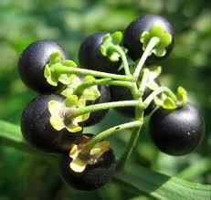 Image result for Chrysophyllum welwitschii