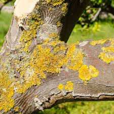 It is important to rid your oak trees of this unsightly and potentially dangerous fungus before they are damaged beyond repair. 10 Types Of Tree Disease Elite Tree Care