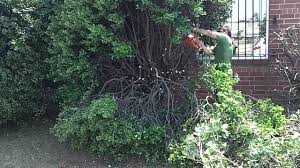Castle keep blue holly ilex live plant, green evergreen foliage. Cutting Giant Holly Bushes Down Youtube