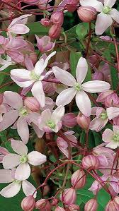 Clematis have a wide hardiness range dependent upon the species. Clematis Armandii Hendersonii Rubra Evergreen Clematis