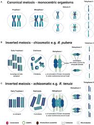 We did not find results for: Frontiers Meiosis Progression And Recombination In Holocentric Plants What Is Known Plant Science