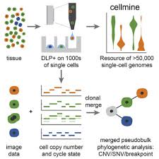 The cell cycle is generally divided into two phases: Clonal Decomposition And Dna Replication States Defined By Scaled Single Cell Genome Sequencing Sciencedirect