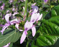 Image result for Hypoestes aristata