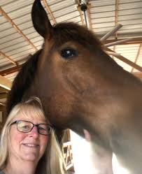 5 yr old Belgium gelding Green but no buck, rear etc. very sweet and in  your pocket. Was Amish horse but ge is too big for them. 18.4 will get a  little