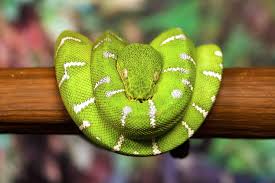 Emerald Tree Boa Connecticut S Beardsley Zoo