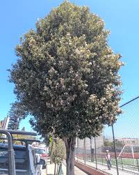 Image result for Lagunaria