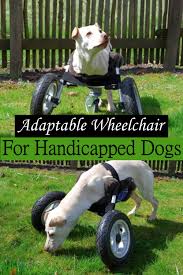 Shop for quality dog wheelchair at alibaba.com on offer. Free Diy Dog Wheelchair Plans Diy Crafts
