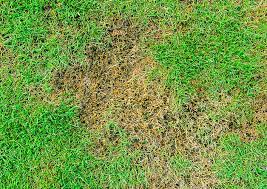 Near you 20+ pest control companies near you. Outdoor Lawn Pest Control Services Near Muncie In