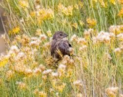 Image result for Little Catnip Spring - Sheldon Refuge Winnemucca NV