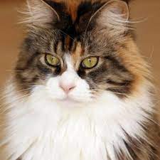 With their fun personality and beauty? Learn About The Maine Coon Cat Breed From A Trusted Veterinarian